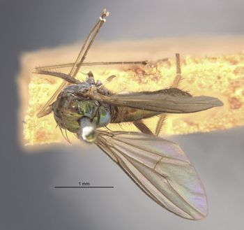 Media type: image;   Entomology 12883 Aspect: habitus dorsal view